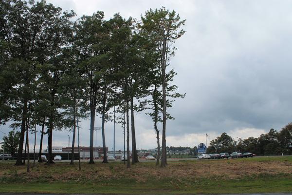 Trees cleared outside of Blackington