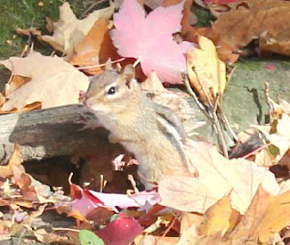 A chipmunk is among a pile of red leaves.