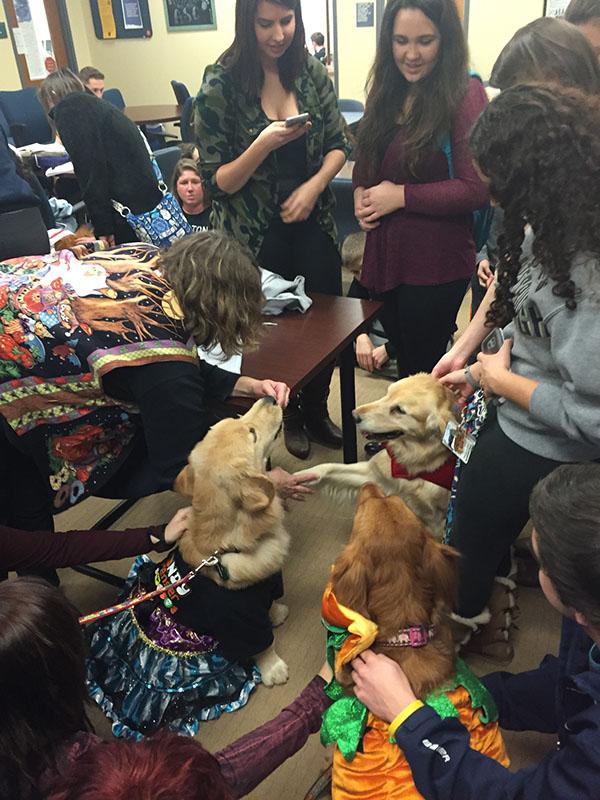 Therapy dogs Mayla (left), Olive (middle) and Gracie perform tricks for students with handler Chris Fogel.