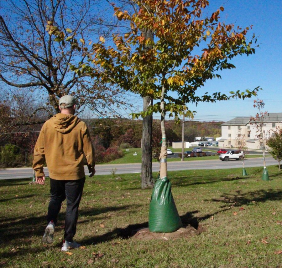 Senior Grady Zagorac walks past the newly planted trees near Kunk’s Drive last week.