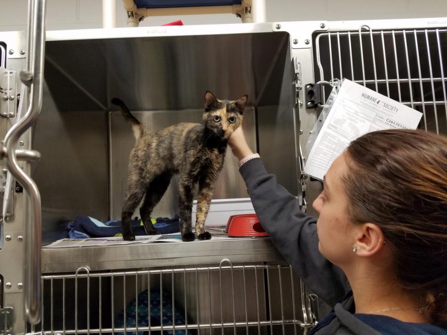Cambria County Humane Society Executive Director Jessica Vamos accepted 50 cats last month, pushing the no-kill shelter to its limits. Vamos is petting Gemini, one of over 40 Coopersdale cats still awaiting adoption. 