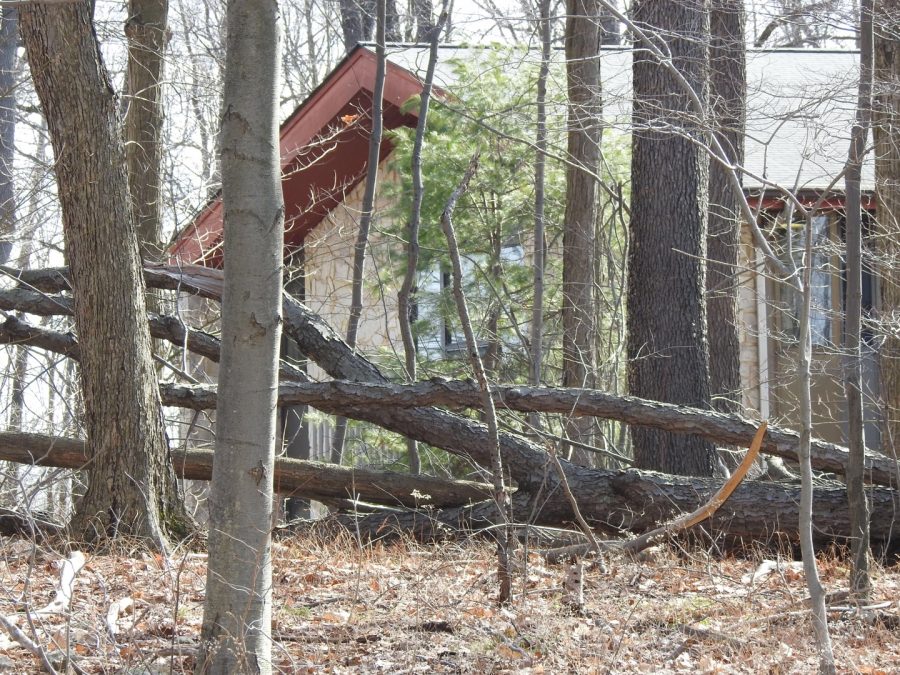 A total of 21 dead trees were removed March 26 near first-year residence halls by Jordan Tree Service employees. There are no plans to plant new trees, according to Finance and Administration Vice President Amy Buxbaum. 