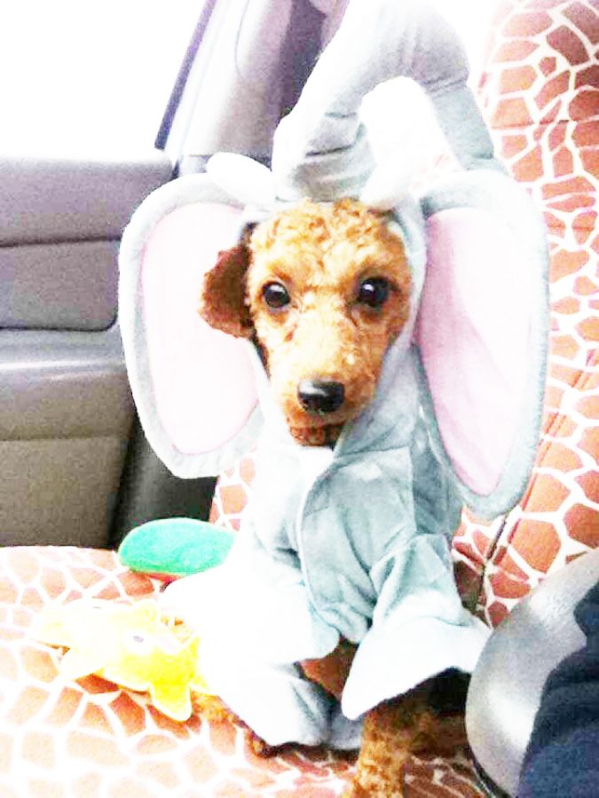 Johnstown resident Kayla Sanders’ miniature poodle, Eddie, is dressed in an elephant costume.| Photo courtesy of Kayla Sanders