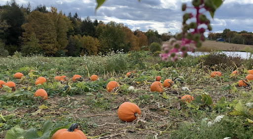 Weakland Farms in Portage, PA, Oct. 8.